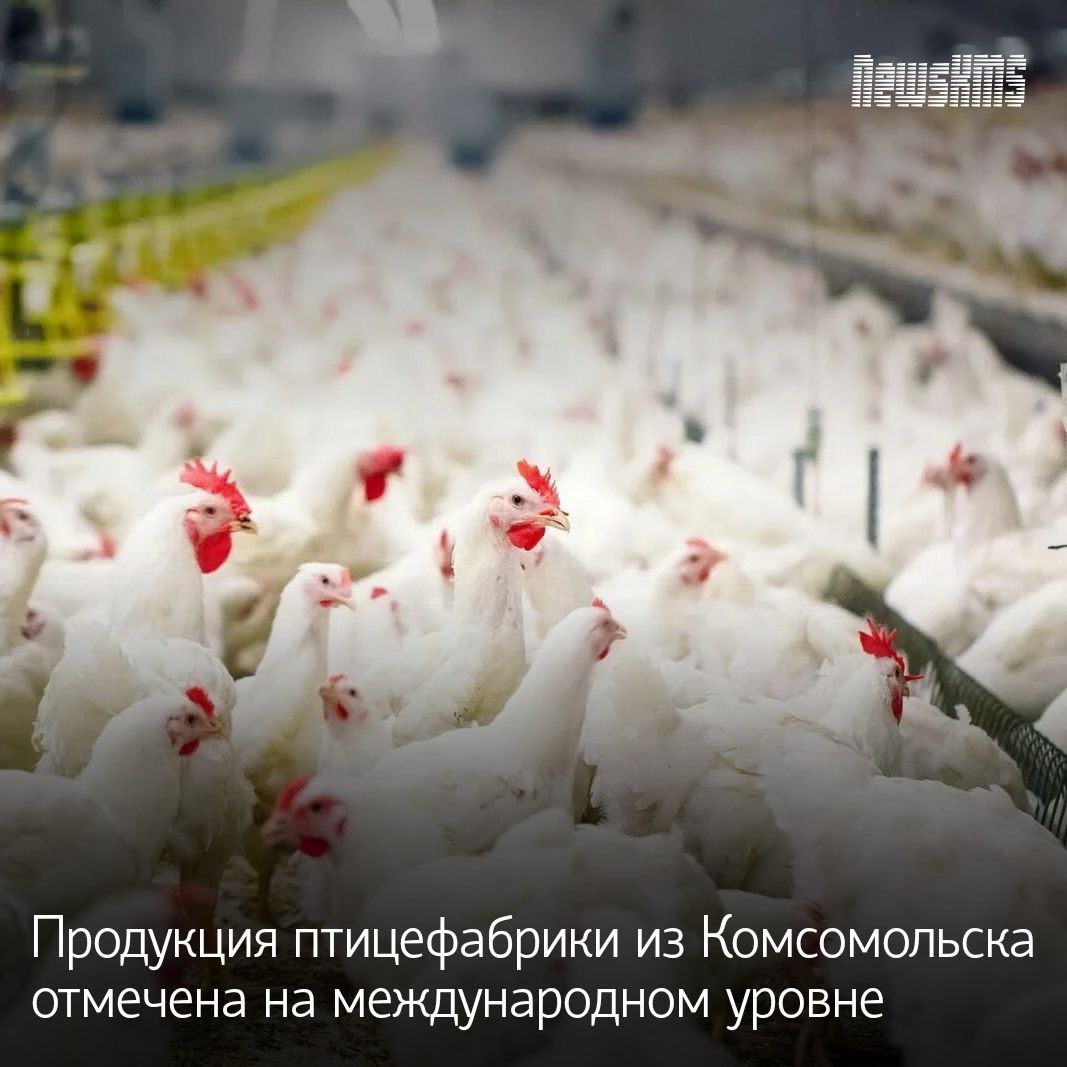 На международном конкурсе «Лучший продукт года – 2025» продукция Комсомольской птицефабрики была отмечена золотыми медалями. Как сообщили в пресс-службе регионального правительства, восемь наград были вручены в рамках 32-ой международной выставки «Продэкспо». Наградами отмечены куриные яйца различных категорий, а также обогащенные йодом, омега 3 и витаминами.  В министерстве сельского хозяйства и продовольствия края отметили, что выставка «Продэкспо» является крупнейшей в России и Восточной Европе. Ее проводят с 1994 года. В этом году в ней участвовали предприятия из 36 стран.  Продукция птицефабрики и ранее получала высокие оценки на выставках. В год птицефабрика выпускает порядка 140 миллионов яиц. Дипломами и золотыми медалями были отмечены восемь наименований этой продукции. Отметим также, что продукция птицефабрики выпускается под брендом «Ромашковое поле».