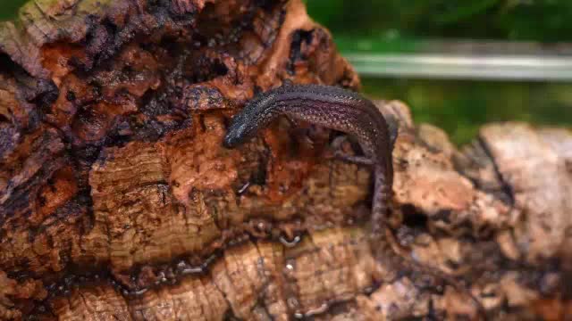 В Московском зоопарке родились детеныши краснокнижного безухого варана