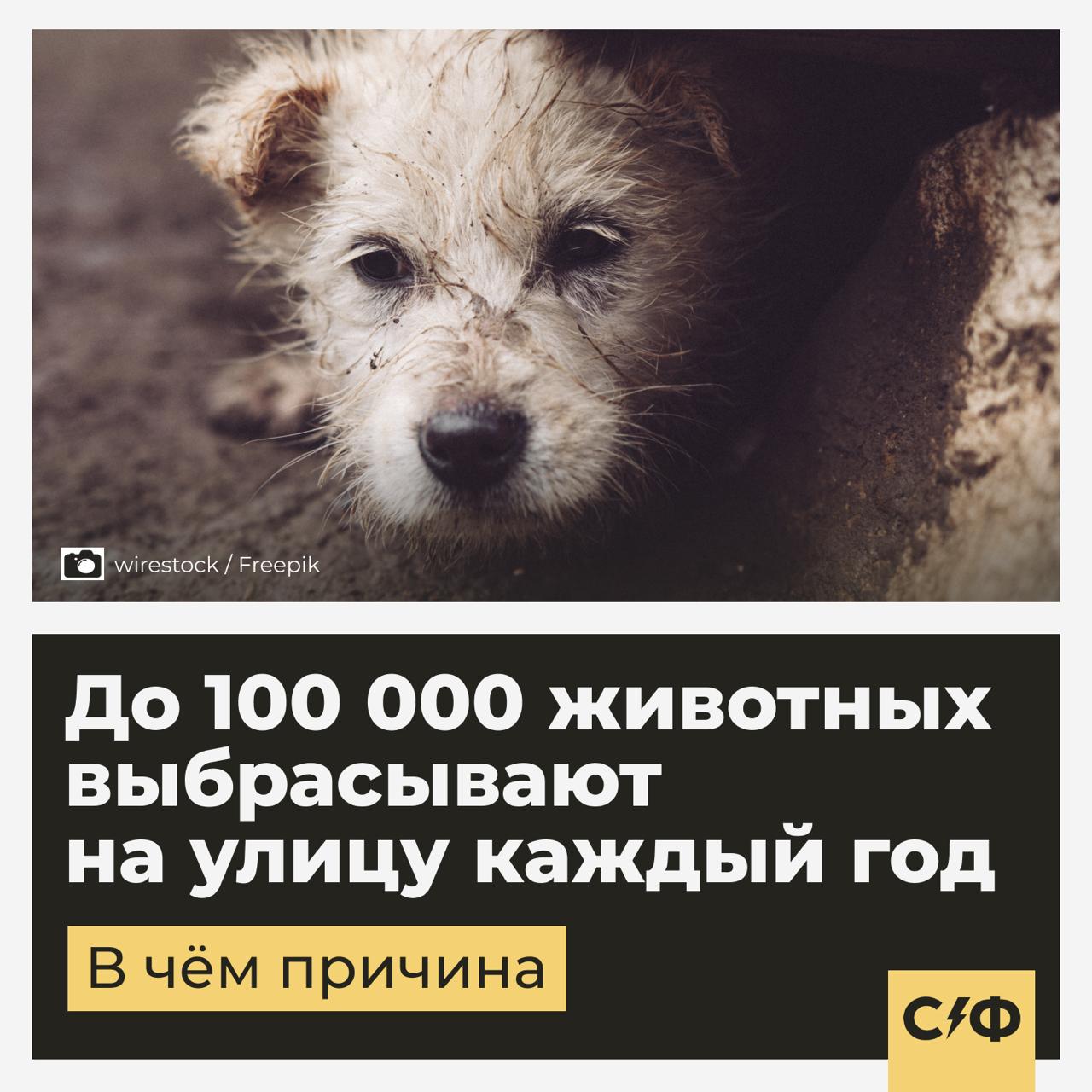 До 100 000 животных выбрасывают на улицу после дачного сезона Ежегодно в России после окончания дачного сезона на улицах оказываются десятки тысяч домашних животных Об этом сообщил первый зампред комитета Госдумы по экологии природным ресурсам и охране окружающей среды Владимир Бурматов По его словам пик этой проблемы приходится именно на осень сентябрь и начало ноября Циничная абсолютно история отметил Бурматов Люди в апреле мае берут собачку или кошку на дачу проводят с ней лето а потом просто выбрасывают Всё наигрался ребёнок Что грозит хозяевам Согласно Кодексу об административных правонарушениях за выброшенное животное предусмотрен штраф до 30 000 рублей Однако как отметил депутат эта мера действует только в 20 регионах России Большинство регионов не хотят этим заниматься пояснил парламентарий Ведь чтобы штрафовать нужно ввести систему идентификации учёта и регистрации животных Масштаб проблемы Весной 2025 года по данным Центра изучения питания и благополучия животных в России насчитывалось около 3 4 млн бездомных кошек и собак Ещё 170 000 содержатся в приютах Что предпринимают власти На фоне участившихся сообщений о нападениях собак на людей и детей власти обсуждают новые меры регулирования К 2026 году Минприроды планирует ввести обязательный учёт домашних животных Информация о питомцах и их владельцах будет вноситься в Федеральную государственную информационную систему в области ветеринарии Это позволит оперативно установить кому принадлежит животное и отследить нарушения Как можно так поступать с любимцем Секрет фирмы