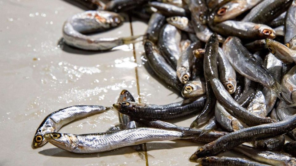 Рыбаки Севастополя и Крыма назвали основные проблемы промысла СИМФЕРОПОЛЬ 28 окт РИА Новости Крым Глава ассоциации рыбопромышленников Севастополя и Крыма Валерий Сивочуб прокомментировал предложение по ограничению возраста рыболовецких судов в России внесенное в правительство России после крушения танкеров Волгонефть в Черном море Он считает что и в России в целом и в Крыму в частности есть проблема с модернизацией флота Флот старый Средние траулеры это основные производственные мощности работающие в Черном море возраст уже 40 45 лет поэтому трудно достать запасные части их практически нет А если есть то иногда даже перебираем то что вчера забраковали Те крохи что находим они стоят естественно все дороже и дороже потому что это остатки сказал он в ходе Подробнее