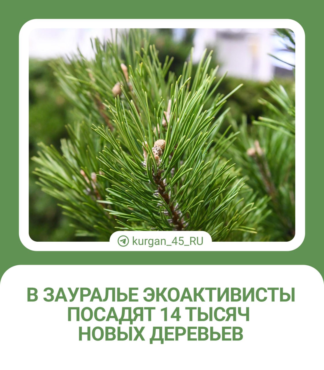 В Курганской области высадят 14 тысяч саженцев сосны на территории Кособродского лесничества в Каргапольском округе. Об этом говорится в группе волонтерского движения «РаСбор».  Соорганизатор движения Анна Родина получила грант Иркутского благотворительного фонда «Подари планете жизнь».  Участники проекта не только высадят деревья в Зауралья, но и посетят просветительские лекции о значении леса в экосистемы, посетят экскурсии на экотропе Белозерского зоологического заказника.    Дарим Яндекс.Станцию и сертификаты в термы
