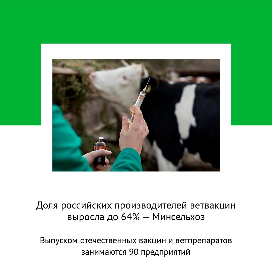 ДОЛЯ РОССИЙСКИХ ПРОИЗВОДИТЕЛЕЙ ВЕТВАКЦИН ВЫРОСЛА ДО 64 МИНСЕЛЬХОЗ В России выпуском отечественных вакцин и ветпрепаратов занимаются 90 предприятий на их долю приходится порядка 64 рынка Об этом сообщил заместитель министра сельского хозяйства РФ Максим Увайдов на X Всероссийской GMP конференции Он напомнил что с 2022 года в России действует ускоренная процедура регистрации отечественных препаратов Благодаря этому на рынке появилось 268 новых качественных российских лекарственных средств Подробнее clck ru 3PEzuo