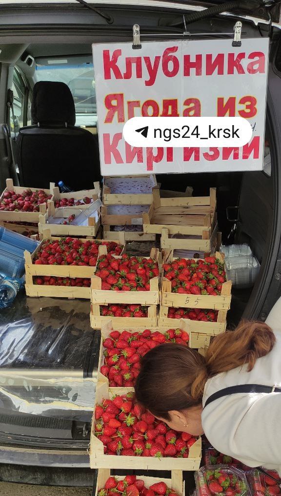 В Красноярске начали продавать дорогущую клубнику из Киргизии Ящики можно увидеть в каждом районе города. Корреспондент узнал, где дешевле и как она выглядит. В Октябрьском районе клубнику можно купить у ТК «На Свободном», неподалеку от «Изумрудного города». Судя по объявлению продавца, ягоду привезли из Киргизии. Ящик ягод обойдется вам в 1300 рублей, а контейнер в 800 рублей. Но, по наблюдению корреспондента , ягода ничем не пахнет, хотя на вид выглядит вполне спелой. Еще на левобережье города клубнику продают прямо на Вантовом мосту. Там стоят две точки, на входе со стороны краевой филармонии и прямо у входа на Татышев. За стаканчик объемом 500 миллилитров с горкой просят 500 рублей. На правобережье еще две точки расположены неподалеку друг от друга. Так например в подземном переходе у остановки «Агентство аэрофлота», за контейнер клубники просят 300 рублей. Несмотря на свой ценник, который ниже среднего по городу, внешне она ничем не уступает. Еще ягоду можно купить на Ярыгинской набережной. Точка там стоит прямо у выхода к ЖК «Белые Росы», за контейнер яркой клубники просят 500 рублей.