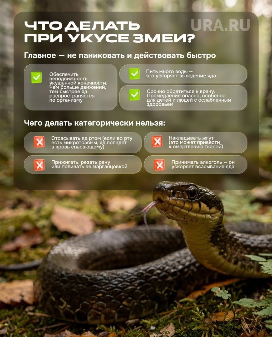 Гадюки успели покусать троих свердловчан с начала мая Их жизням ничего не угрожает все вовремя обратились за помощью Одного мужчину уже выписали двое пока лечатся Напоминаем змеи первыми нападают редко Обычно они просто уползают Как вести себя при встрече с гадюкой подробно рассказывали здесь   t me nash n tagil 11439 Читайте нас в МАКС мы есть и там