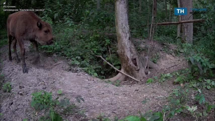 Необычный тёмный зубрёнок стал звездой заповедника «Калужские засеки»