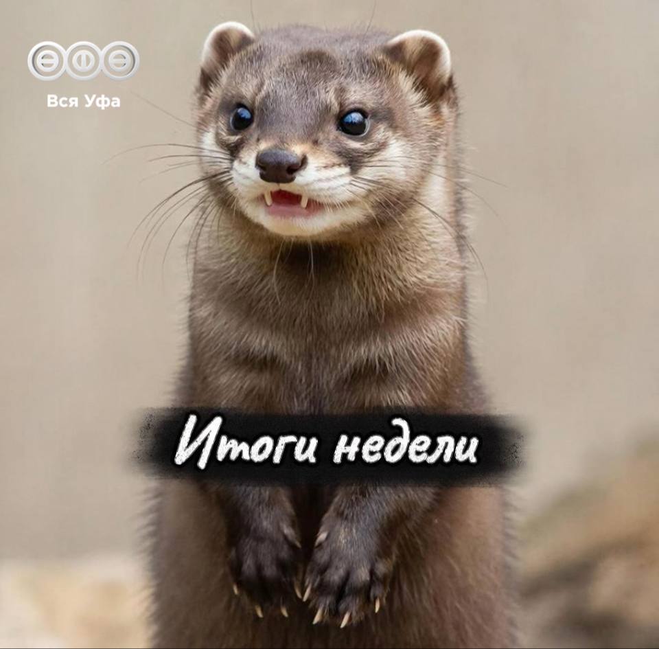 Итоги прошедшей недели Девочка из Уфы которую отец выкинул из окна 4 этажа идет на поправку Эффект Долиной добрался до Башкирии Трасса М 12 в Башкирии стала платной 11 летняя Полина Дудко из Уфы помогает бойцам В поселке Цветы Башкирии открыли детский сад Ратмир Мавлиев поручил установить на тропах Уфимского ожерелья душевые и раздевалки 4 года в колонии проведет женщина которая ограбила 2 офиса микрозаймов угрожая страйкбольной гранатой Радий Хабиров рассказал когда закончится реконструкция памятника Салавату Юлаеву В Шакше отремонтировали улицу Производственную Демский парк получил премию В Уфу приезжал Дед Мороз Подписаться на наши соцсети ВК ОК МАХ Rutube