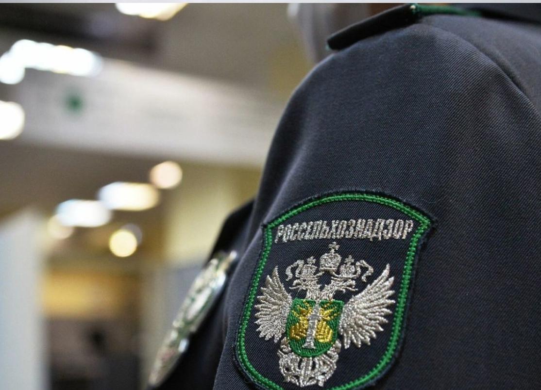 Россельхознадзор ЛНР усилил контроль за перевозками подконтрольных грузов С 9 января по 30 июля 2025 года Управление Россельхознадзора по ДНР и ЛНР совместно с УГИБДД МВД провели 33 рейда на территории Луганской Народной Республики. Основная цель – пресечение незаконных перевозок подконтрольных грузов без фитосанитарных документов. Результаты проверок: ⏺ 86 транспортных средств с подконтрольной продукцией подверглись досмотру. В 10 случаях выявлены нарушения – перевозка зерна без карантинных сертификатов. Принятые меры: - Нарушителям вынесены предостережения о недопустимости несоблюдения требований. - Рейды продолжатся для предупреждения фальсификаций и нелегальных перевозок. Карантинный контроль – важная мера для защиты аграрного рынка и потребителей. #Россельхознадзор #ЛНР #БезопасностьГрузов #ФитосанитарныйКонтроль #СельскоеХозяйство