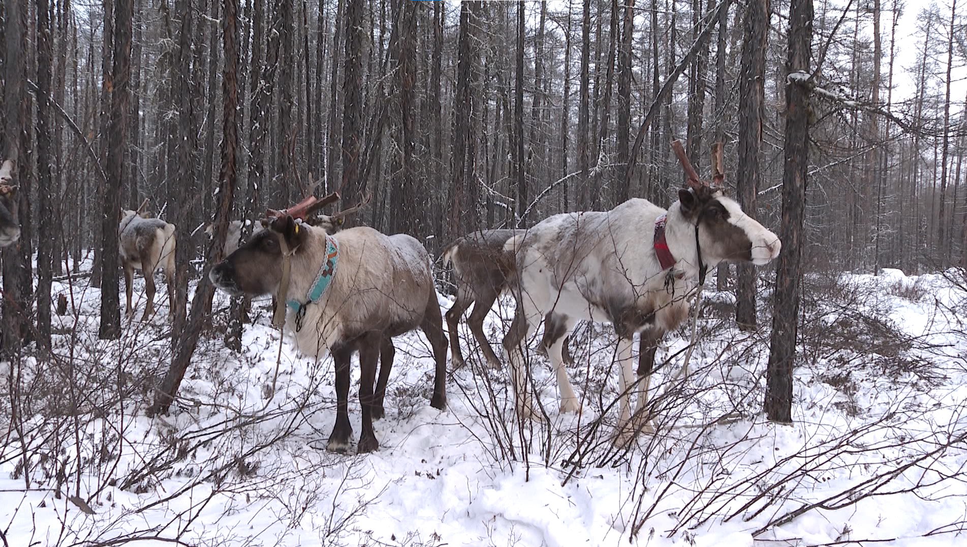 Численность домашних северных оленей увеличилась в Каларском округе Хорошие новости из Каларского округа там увеличилась численность домашних северных оленей По последним данным в хозяйствах эвенков насчитывается уже 1940 животных это на 13 больше чем в прошлом году Традиционное оленеводство сохраняют 10 общин коренных малочисленных народов Севера Самые крупные стада содержатся в хозяйствах Метакат Сюльбан и Геван Успех в развитии отрасли во многом связан с государственной поддержкой