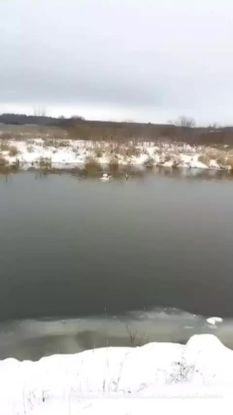 Наблюдения за птицами: дятел в Лебяжье и миграция водоплавающих в Новороссийске