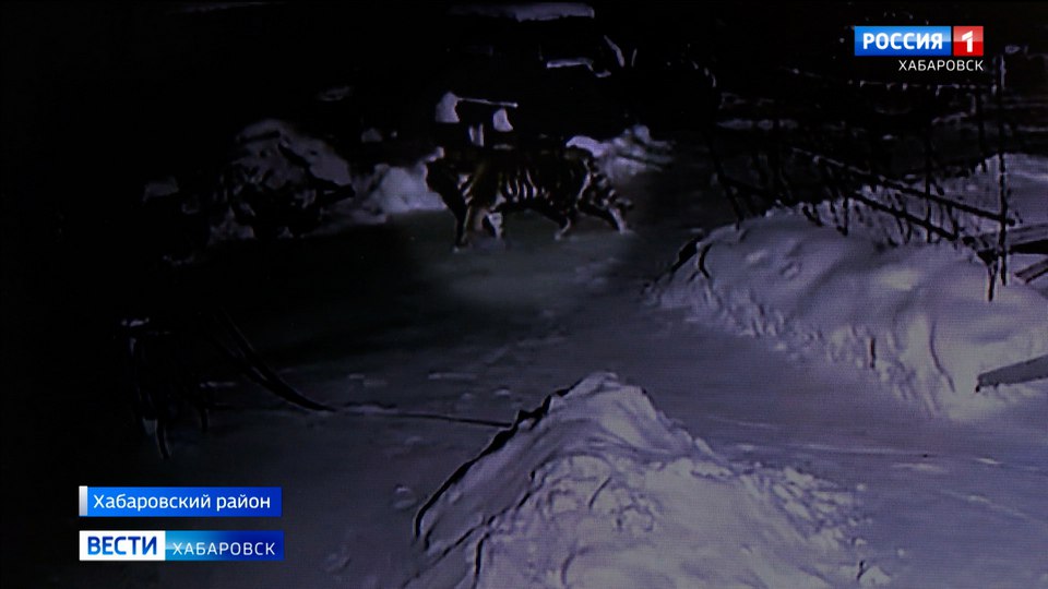 Еле оклемались теперь смотрим по сторонам тигр попал на камеры наблюдения в селе под Хабаровском Краснокнижная кошка прогуливалась в самом центре села Благодатное Сейчас местные жители не отпускают детей одних на улицу По следам хищника прошёл Елисей Туркулец Подробнее на сайте Вести Хабаровск