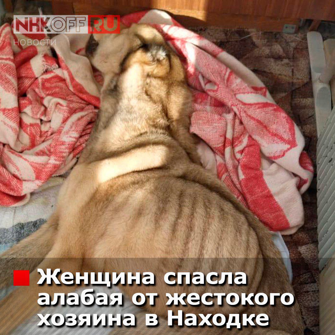 Жительница Находки забрала у соседа истощенного алабая, которого он годами держал в ужасных условиях. Хозяин квартиры на Арсеньева, 27 не только не выгуливал пса, но и почти не кормил его. Соседи годами жаловались на невыносимую вонь из квартиры, но лишь недавно одна из женщин решилась на спасение животного. Сейчас собака в безопасности, но её состояние критическое. «Он больше похож на скелет, чем на здорового пса», — рассказывает спасительница. Теперь перед ней два главных вопроса: как выходить алабая и как привлечь бывшего хозяина к ответственности за жестокое обращение с животными. .»..... ПОДПИСАТЬСЯ. ДПС ВЛАДИВОСТОКА