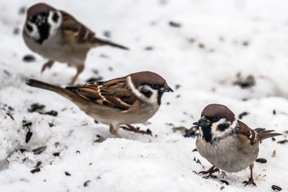 Перепись воробьев будет проведена в России с 7 по 15 февраля Об этом РИА Новости рассказала член Союза охраны птиц РФ Анна Мостовая По ее словам перепись проводится ежегодно в феврале и августе В феврале воробьев удобно считать на кустах В этот период они как раз громко чирикают и еще пока не приступили к размножению Мостовая уточнила что в переписи участвуют домовый и полевой воробей Отмечается что во многих странах мира домовый воробей резко сократил свою численность Ситуацию с численностью этих птиц в России специалисты пока не готовы оценить для этого им необходимы результаты мониторинга за 10 15 лет Очевидно что без человеческой заботы любви сочувствия которое выражается в обоснованном влиянии на места обитания видов и организации подкормки воробьев птицам не обойтись добавила Мостовая Фото РИА Новости Подписаться на Российскую газету Читать нас в MAX