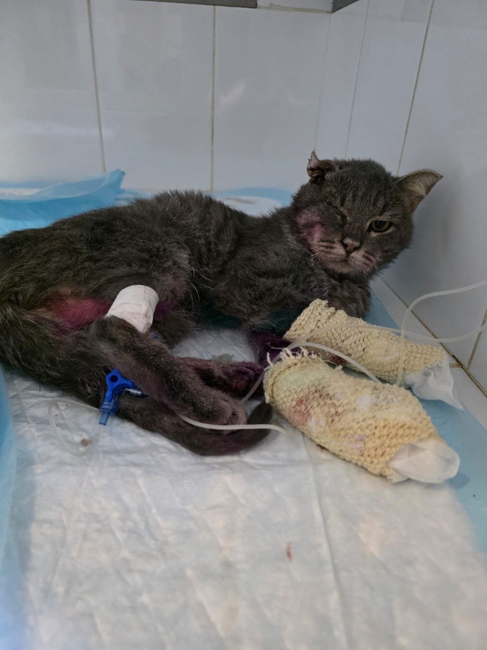 Еще одного котика с ожогами обнаружили в Домодедово Его нашли неделю назад в ужасном состоянии Серьезно пострадали лапки часть мордочки и ухо Бедолагу назвали Попугайчиком и смогли найти место где его приняли в стационар У изувеченного животного очень высокая температура его ждет осмотр хирурга и сдача анализов И борьба за жизнь Ранее в Домодедово пытались спасти рыжего кота Лучано которого подожгли подростки Подписывайся на М125 Прислать новость