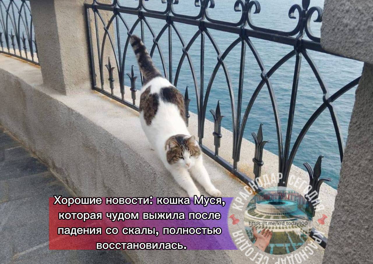 Хорошие новости кошка Муся которая чудом выжила после падения со скалы полностью восстановилась Об этом сообщила ялтинский ветеринар Светлана Власенко которая приютила кошку По ее словам сейчас с Мусей уже все хорошо Напомним что в феврале мужчина сбросил кошку с обрыва в ялтинском Ласточкином гнезде Муся каким то образом выбралась на берег и трое суток сидела на скалах Мужчину задержали и поместили в спецучреждение Есть интересная новость Присылайте нам Краснодар Сегодня канал в MAX ПРИСЛАТЬ НОВОСТЬ