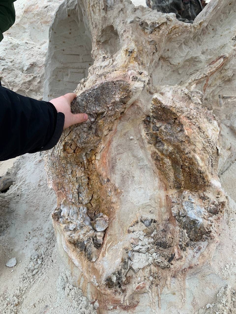 Под Лугой палеонтологи обнаружили пень которому 385 млн лет Друзья в общем на этот раз реально находка века Обнаружен древнейший пень Ленобласти возрастом 385 млн лет Настоящий протопень пень прародитель король всех пней Почти всю неделю катался с палеонтологами из СПбГУ под Лугу в холодрыгу все ради него рассказал Барашенков По мнению специалиста эта окаменелость представляет серьезный интерес для мировой науки Любопытно что находку сделал палеонтолог любитель Денис Гогуев Пока рано говорить но скорее всего это какая то неизвестная разновидность первых деревьев на планете отметил Антон Барашенков Популяризатор палеонтологии рассказал что вскоре пень окончательно откопают и отвезут в СПбГУ Там его будут тщательно исследовать и препарировать Лужский край Подписаться