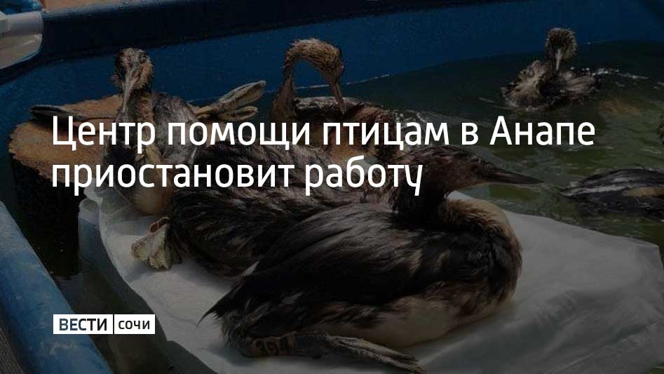 С 12 мая центр помощи птицам на Пионерском проспекте в Анапе законсервируют. Сейчас в Анапе работают два основных центра реабилитации птиц – на улице Жемчужной в селе Витязево и на Пионерском проспекте в Анапе. Последний решили законсервировать из-за того, что специалисты не прогнозируют резкого увеличения количества испачкавшихся в мазуте птиц, и одного центра в Витязево при существующей нагрузке будет достаточно. В двух центрах на данный момент содержат 55 птиц, каждый день в них в среднем поступает от одной до четырех птиц. Центр в Витязево продолжит работать до тех пор, пока всех птиц не выпустят в дикую природу