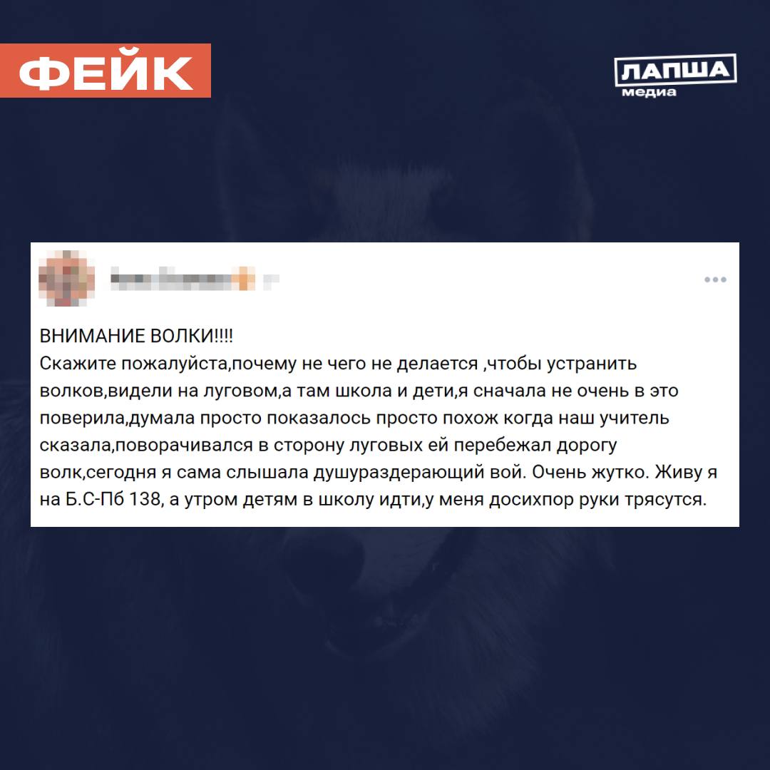 В соцсетях обсуждают появление на улицах Великого Новгорода волков. Животных якобы заметили сразу в нескольких районах города.      Председатель комитета охотничьего и рыболовного хозяйства региона опроверг сообщения о появлении хищников в Великом Новгороде.    Специалисты комитета не нашли ни признаков пребывания на улицах самих волков, ни их следов. Председатель организации призвал местных жителей снимать животных на видео, если их вдруг заметят. Так можно будет определить местонахождение хищников.      Подпишитесь на «Лапша Медиа»