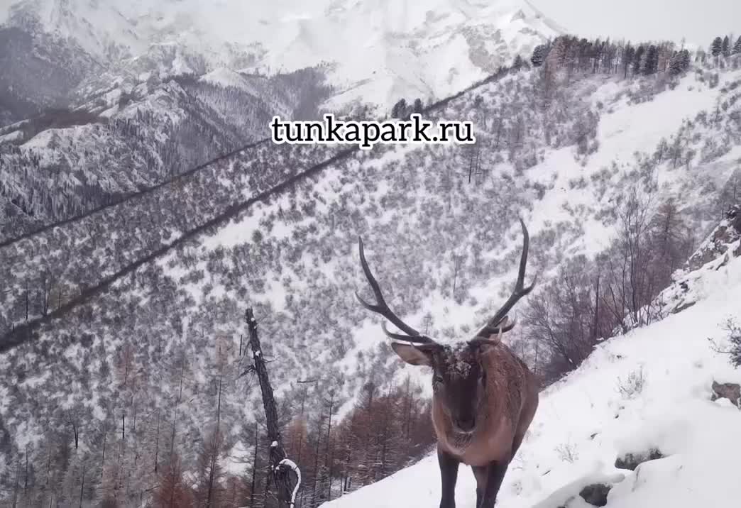 Благородный олень запечатлен на видео в Тункинском нацпарке