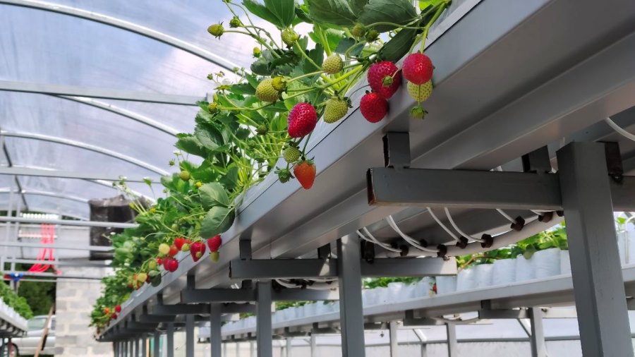 Фермер из Прокопьевского округа планирует выращивать до 2 тонн клубники в год Многодетная семья Дудкиных из Прокопьевского округа своим примером доказывает что и в Сибири можно круглый год выращивать ягоду Глава фермерского хозяйства Андрей Дудкин воспользовался мерой господдержки для начинающих предпринимателей Агростартап и на полученный грант построил теплицу для клубники За 2024 год вырастили и реализовали 731 кг в этом уже почти 1 тонну ягоды в ближайшей перспективе планируют собирать до 2 тонн ароматной продукции С 2019 года в регионе гранты Агростартап на сумму 124 млн рублей получили 38 начинающих фермеров Это позволило реализовать проекты по развитию хозяйств нарастить объемы производства создать новые рабочие места на селе   kuzzbas ru news economy 77764 html