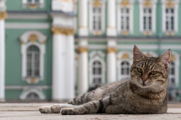 Коты Эрмитажа внезапно стали богаче — их включили в завещание французского мецената! Как рассказал директор музея Михаил Пиотровский, добросердечный француз решил после своей смерти поделить имущество между родственниками, экологами и... хвостатыми охранниками Зимнего дворца. Теперь юристы оформляют документы, чтобы пушистые сотрудники музея получили свою законную долю. Сумма не раскрывается, но ясно одно: коты теперь не только ловцы мышей, но и, возможно, будущие завсегдатаи VIP-кормёжек и золотых лежанок. – жми тут / Прислать новость #спб #питер #петербург