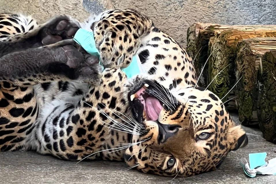 Челябинский зоопарк лишился одного из своих питомцев От болезни умер леопард Амир Серьезные проблемы со здоровьем у леопарда обнаружились пару недель назад Амир тогда резко похудел а обследование подтвердило что у зверя плохо работают почки поджелудочная железа и желчный пузырь В родном Челябинске леопард всего несколько дней не дожил до 16 летия Подписаться на chelkp Мы в MAX