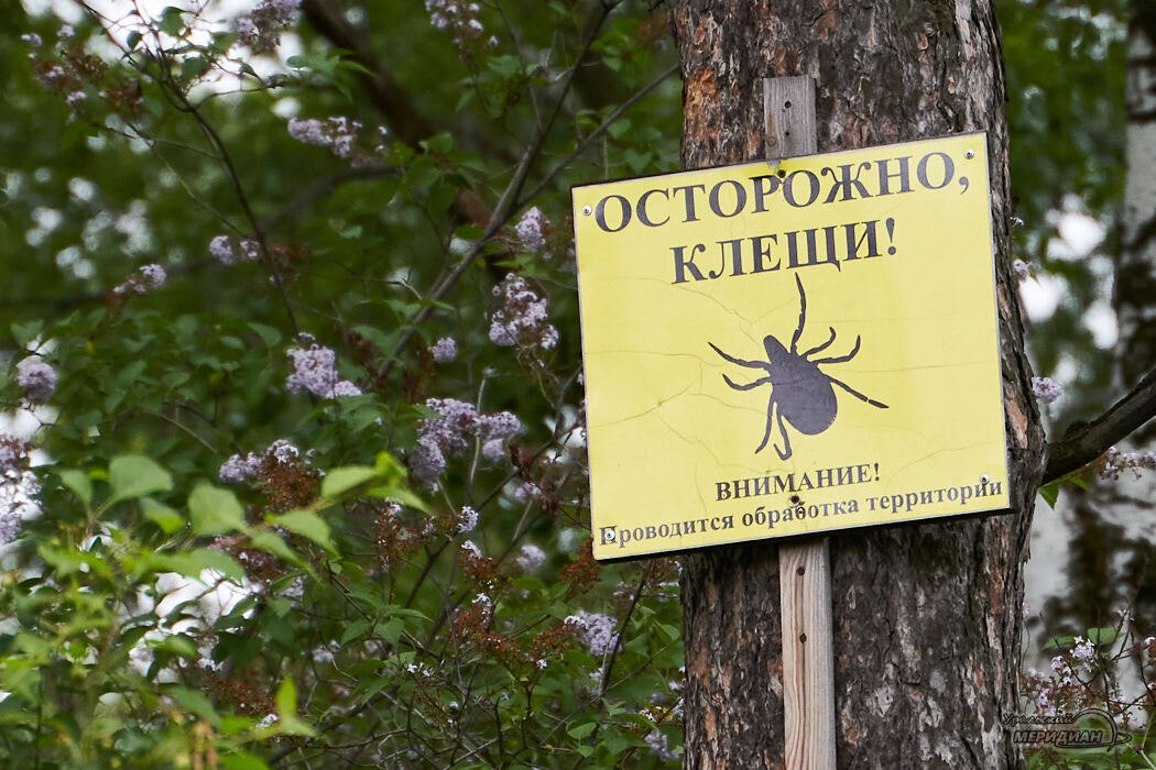 В Свердловской области более 25 тысяч человек пострадали от укусов клещей  Роспотребнадзор сообщает, что с подозрением на клещевой вирусный энцефалит в стационары области госпитализировано 136 человек  подтвержден у 21 человека , с подозрением на клещевой боррелиоз — 230 человек  зарегистрирован у 96 человек   Против клещевого вирусного энцефалита с начала года проведено более 173 тыс. вакцинаций и почти 349 тыс. ревакцинаций  Берегите себя    «Уральский меридиан»