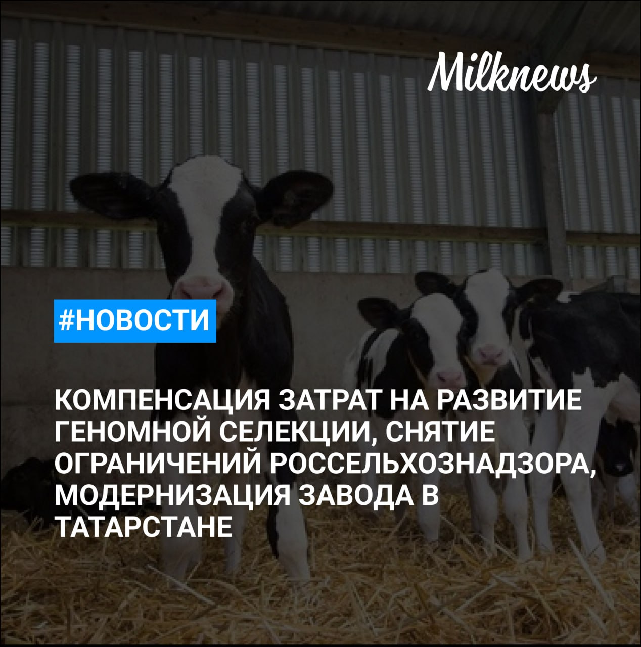 Правительство компенсирует племенным хозяйствам до 70% затрат на развитие геномной селекции Россельхознадзор снял ограничения на поставки сливок белорусского «Молочного гостинца» Суд продлил конкурсное производство на белгородской молочной ферме «Оскольские просторы» на 4 месяца Активы обанкротившегося ООО «Молочный комбинат» на Ставрополье оценили в 88 млн рублей Аксубаевский молочный завод в Татарстане могут модернизировать за 3 млрд руб.