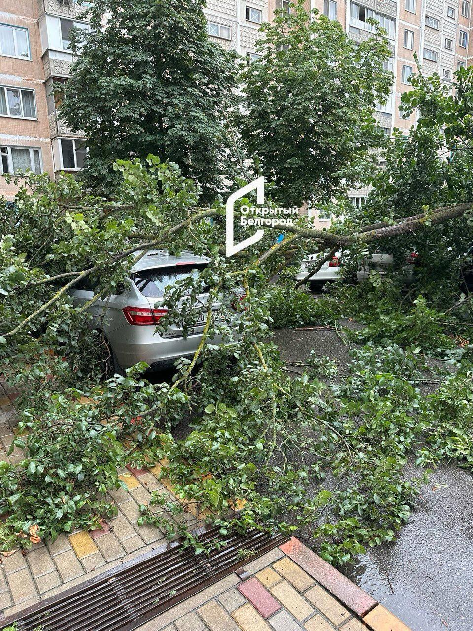 Дерево упало на припаркованные автомобили на Первомайской. Напомним, во время дождя не оставляйте автомобили под деревьями особенно ветхими и по возможности не находитесь во время урагана на улице. Прислать фото: №1
