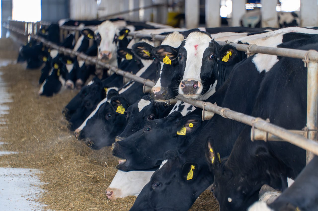 После пожара в Вилюйском улусе решают вопрос восстановления коровника В ночь на 17 февраля в Вилюйском улусе полностью сгорел коровник сельхозкооператива Унугэс Трагедия произошла в местности Уунэкээн села Кюбяинде Югюлятского наслега Сообщение о возгорании поступило около двух часов ночи от работников СМУ АО Сахатранснефтегаз чья база расположена рядом Уже через десять минут на место прибыла Добровольная пожарная команда наслега с автоцистерной Однако к этому моменту огонь охватил все здание Из за сильного задымления и быстрого распространения пламени со стороны складированного сена спасти животных не удалось В результате пожара погибло 56 голов крупного рогатого скота в том числе 22 дойные коровы Полностью уничтожен каркасный коровник площадью 407 9 кв м Также сгорели трактор Скаут Т 240 доильные аппараты насосное оборудование дизельный обогреватель и 20 тонн сена Предварительный ущерб оценивается в 8 4 млн рублей Причина возгорания устанавливается Министр сельского хозяйства Якутии Артем Александров сообщил что вопрос восстановления объекта будет прорабатываться совместно с администрацией Вилюйский улус Рассматривается возможность строительства за счет субвенции на возведение маломощных сельхозобъектов В ближайшее время в улус направят специалиста Минсельхоза для координации помощи хозяйству На месте уже работают ветеринарные службы проводится утилизация павших животных и санитарные мероприятия В Минсельхозе подчеркивают подобные случаи подтверждают необходимость обязательного страхования сельхозобъектов и поголовья Также аграриям напоминают о строгом соблюдении требований пожарной безопасности исправной электропроводке контроле за техникой и наличии средств тушения