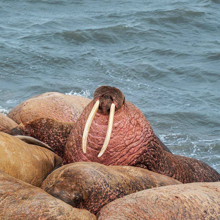 Моржи приплыли на Ямал    Семьи атлантических моржей облюбовали побережье Карского моря. Впервые млекопитающих обнаружили в октябре 2019 года, с тех пор они постоянно возвращаются в устье реки Тиутей-Яха.   В этом году учёные установят спутниковые датчики на клыки животных – это поможет отследить их зимовку и миграцию.  Численность моржей на ямальском побережье только растёт. Среди них много самок с детёнышами разного возраста. Вот уж точно: Ямал – территория детства    Фото: Дмитрий Тюшев