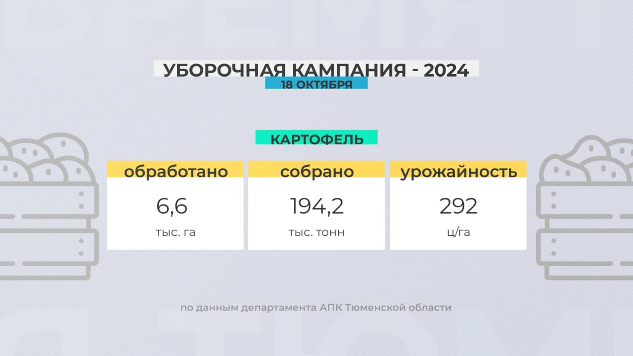 Буквально в шаге от завершения уборочная кампания в Тюменской области  По данным регионального департамента АПК на 18 октября, уже обработано 98 % посевных площадей, выделенных под зерновые культуры. Собрано более 1 млн 600 тыс. тонн урожая. Это сопоставимо с показателями прошлого года.   Картофеля выкопали уже свыше 194 тысяч тонн. Осталось обработать 1 % площадей. Хорошие данные по уборке свёклы, капусты и моркови. Валовой сбор овощей открытого грунта превысил 44 тысячи тонн. Средняя урожайность овощей в регионе - 489 центнеров с гектара. Это значительно превышает показатели прошлого года.