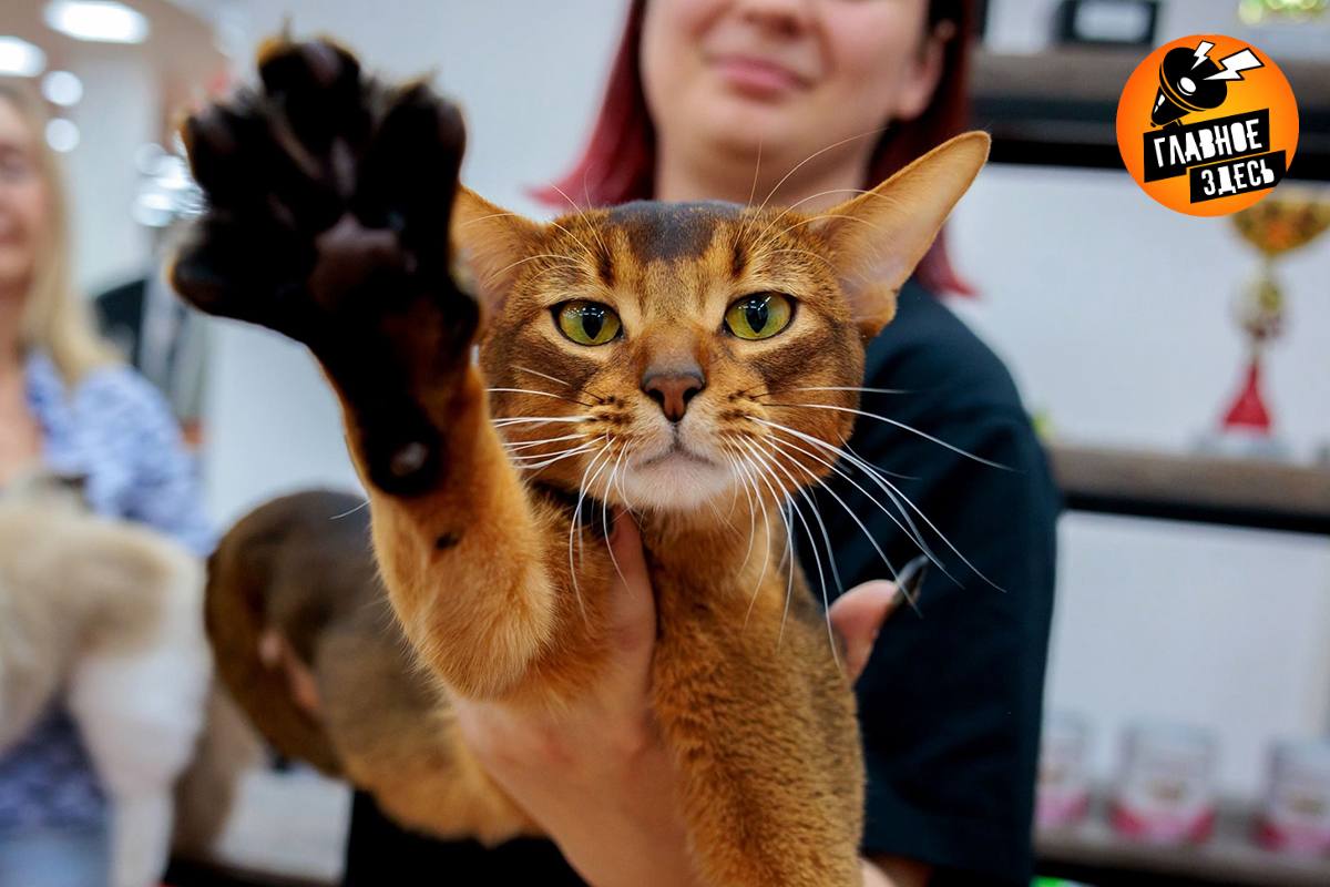 Кот из России признан самым красивым в мире Победитель кот абиссинской породы Кот набрал 19 726 баллов Ему полтора года В 2025 м питомец поучаствовал в 51 выставке 45 из которых принесли ему победные очки В конкурсе участвовали почти 1 5 тысячи животных со всего мира Главное здесь Подписывайтесь