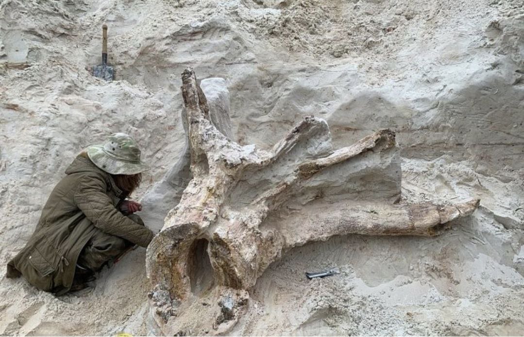 Гигантский окаменелый пень возрастом 385 млн лет обнаружен в Ленинградской области НовостиРодины из нашей ленты  Близ города Луга палеонтолог любитель Денис Гогуев откопал основание доисторического дерева сообщил популяризатор палеонтологии из проекта Палеогород Антон Барашенков  Древнее послание Золотой Орды расшифровано в Волгограде  В Петербурге увековечили память о знаковом для города футбольном тренере Юрии Морозове  В городе Корсакове Сахалинской области уничтожили старинную лестницу синтоистского храма Анива дзиндзя  Как Ленин восстанавливался после инсульта рассказали в Горках  Грызущихся 1000 летних драконов показали в Новгороде  Конструктивистское здание детсада 1930 х решили восстановить в Петербурге  Пугающий Землю зонд инопланетян мог прилететь из СССР Больше новостей на сайте Родины rodinargru