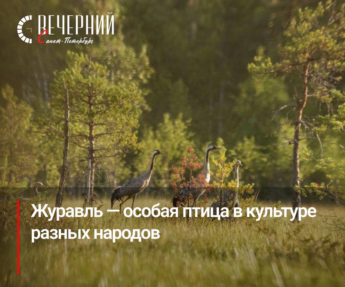 14 сентября День журавля В Нижне Свирском заповеднике рассказали о серых журавлях которых можно встретить в Ленинградской области Эти птицы появляются на пролёте с конца августа до середины сентября иногда стаями до сотни особей Гнездятся журавли на болотах услышать их громкие брачные крики легко а увидеть с птенцами большая удача В Нижне Свирском заповеднике ежегодно гнездится около десяти пар Журавль занимает особое место в культуре в Восточной традиции символизирует бессмертие счастье и семейное благополучие а в России память о погибших солдатах вдохновлённая стихотворением Расула Гамзатова Журавли Каждый журавлиный клин напоминает о красоте природы и глубоких культурных смыслах Фото Нижне Свирский заповедник Вечерний Санкт Петербург