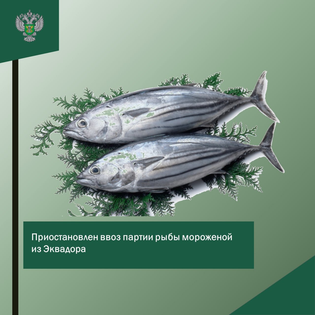 В Калининградскую область не пустили партию мороженой рыбы из Эквадора. При проведении ветеринарного контроля партии мороженого тунца 25 тонн из Эквадора сотрудниками Управления Россельхознадзора выявлено несоответствие дат выработки, указанных в ветеринарном сертификате и на маркировке. Отобрана проба и направлена в Калининградский филиал ФГБУ «ВНИИЗЖ» для исследований на показатели безопасности продукции. «Принято решение о приостановлении движения поднадзорной продукции». Источник: Россельхознадзор региона
