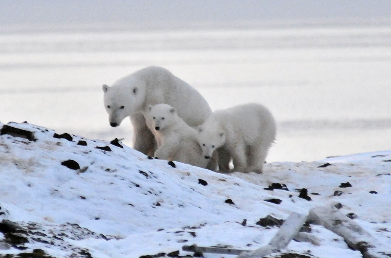В поселке Усть Кара на северо востоке Ненецкого автономного округа создадут первый в России официальный медвежий патруль Поселок стоит у Карской губы и встречи с белыми медведями там происходят регулярно поэтому местные жители давно искали способ защитить себя и при этом не навредить животным Инициатива получила поддержку благодаря проекту Президентский медвежий патруль движения Чистая Арктика Участникам помогут оформить патруль по закону разработать устав и дадут оборудование для отпугивания хищников Опыт Усть Кары планируют использовать и в других арктических поселках