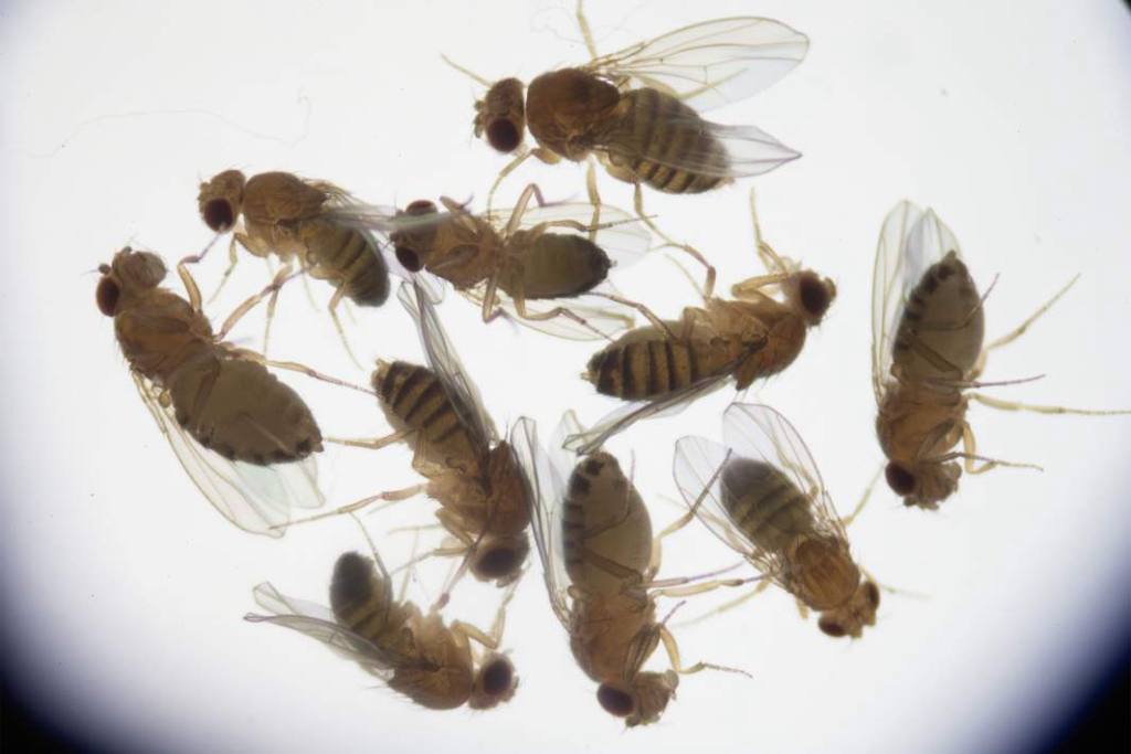 Космические мушки помогут в защите человеческого генома в дальних космических миссиях Исследователи из Института медико биологических проблем РАН ИМБП РАН впервые в мире вывели новую космическую популяцию плодовых мушек дрозофил За 14 поколений пять из которых родились на орбите насекомые жили в условиях невесомости и повышенной радиации Такой срок считается важным эволюционным рубежом изолированная группа успевает накопить устойчивые наследственные изменения У мушек обнаружили стойкие сдвиги в работе генов отвечающих за восстановление ДНК структуру клеток и здоровье нервной системы Эти изменения сохраняются в нескольких поколениях что говорит о глубоком влиянии космической среды Зачем это людям У человека и дрозофил около 50 общего генома Понимая как насекомые адаптируются к космосу учёные смогут создать способы защиты генетического материала космонавтов при длительных полётах например к Марсу БиоТехнологии