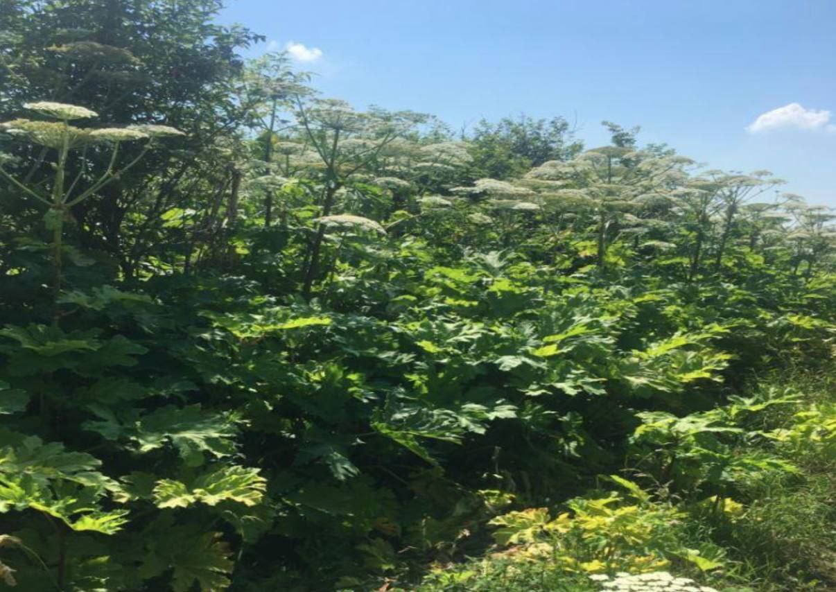 В Некрасовском округе суд вынес решение об изъятии земельного участка у собственника из за зарослей борщевика Владелец на территории площадью около 170 гектаров на протяжении нескольких лет игнорировал требования законодательства и не принимал мер для уничтожения опасного сорняка несмотря на штрафы В регионе последовательно реализуем комплексный подход к решению проблемы борщевика В основе федеральный закон подписанный нашим Президентом который обязывает собственников земель бороться с этим растением В Ярославской области разработан и введен механизм изъятия участков у тех кто системно уклоняется от этой работы В этом году инспекцией адмтехнадзора и административными комиссиями уже обследовано более 5000 земельных участков Более чем по 1400 из них выявлены нарушения Наложены штрафы на общую сумму свыше 60 миллионов рублей Теперь в отношении злостных нарушителей применяется крайняя мера изъятие земли с последующей продажей с публичных торгов Этот прецедент направлен на защиту окружающей среды и интересов добросовестных землепользователей Он послужит сигналом для всех кто до сих пор не выполняет свои обязанности Борьба с борщевиком будет продолжена системно и жестко Канал MAX