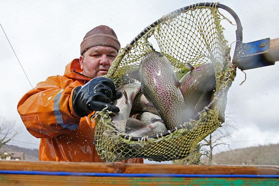 Дагестанские рыбоводы планируют в 2025 м году произвести до 1 3 тыс тонн форели вдвое увеличив прошлогодний результат Показатели за 9 месяцев 995 тонн уже более чем в 2 4 раза превышают объемы выращивания рыбы за аналогичный период 2024 го
