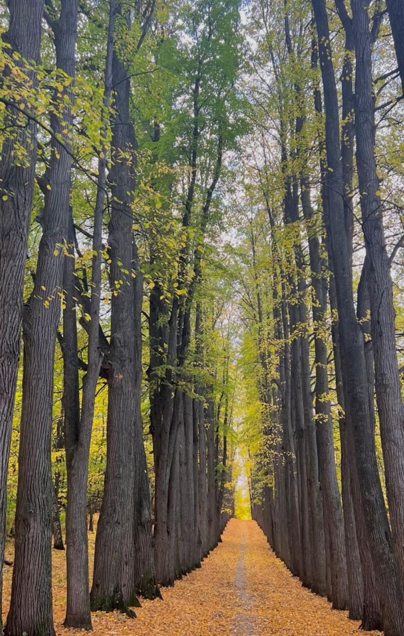 Парк усадьбы Нарышкиных Паулуччи XIX века находится под угрозой застройки сообщил комитет РТ по охране объектов культурного наследия Собственник земельного участка Роман Гущин хочет обжаловать решение Верховного Суда РТ согласно которому парк усадьбы Нарышкиных Паулуччи включили в государственный реестр памятников По словам помощника раиса РТ Олеси Балтусовой Гущин планирует застроить парк несмотря на мнение государственного органа В рамках разбирательства суд назначил дополнительную экспертизу которую выполнил Владимир Авдеев По его мнению историческая липовая аллея относится к лесополосе для защиты от ветра а ее включение в список ОКН необоснованное Комитет РТ по охране ОКН назвал это заключение юридически безграмотным   inde io news komitet rt po ohrane obektov kulturnogo naslediya park usadby naryshkinyh pauluchchi nahoditsya pod ugrozoj