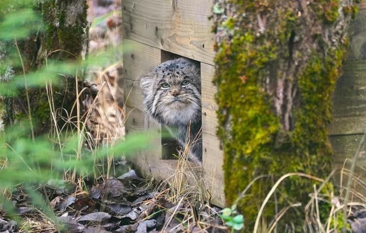 Манул Бабник живущий в центре воспроизводства редких видов животных Московского зоопарка завершил процесс зажировки и достиг максимального веса 6 5 кг сообщается на портал мэра и правительства moscow on air