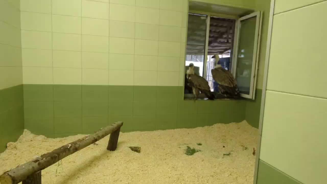 Белоголовые сипы из Дагестана прибыли в Ленинградский зоопарк для сохранения вида