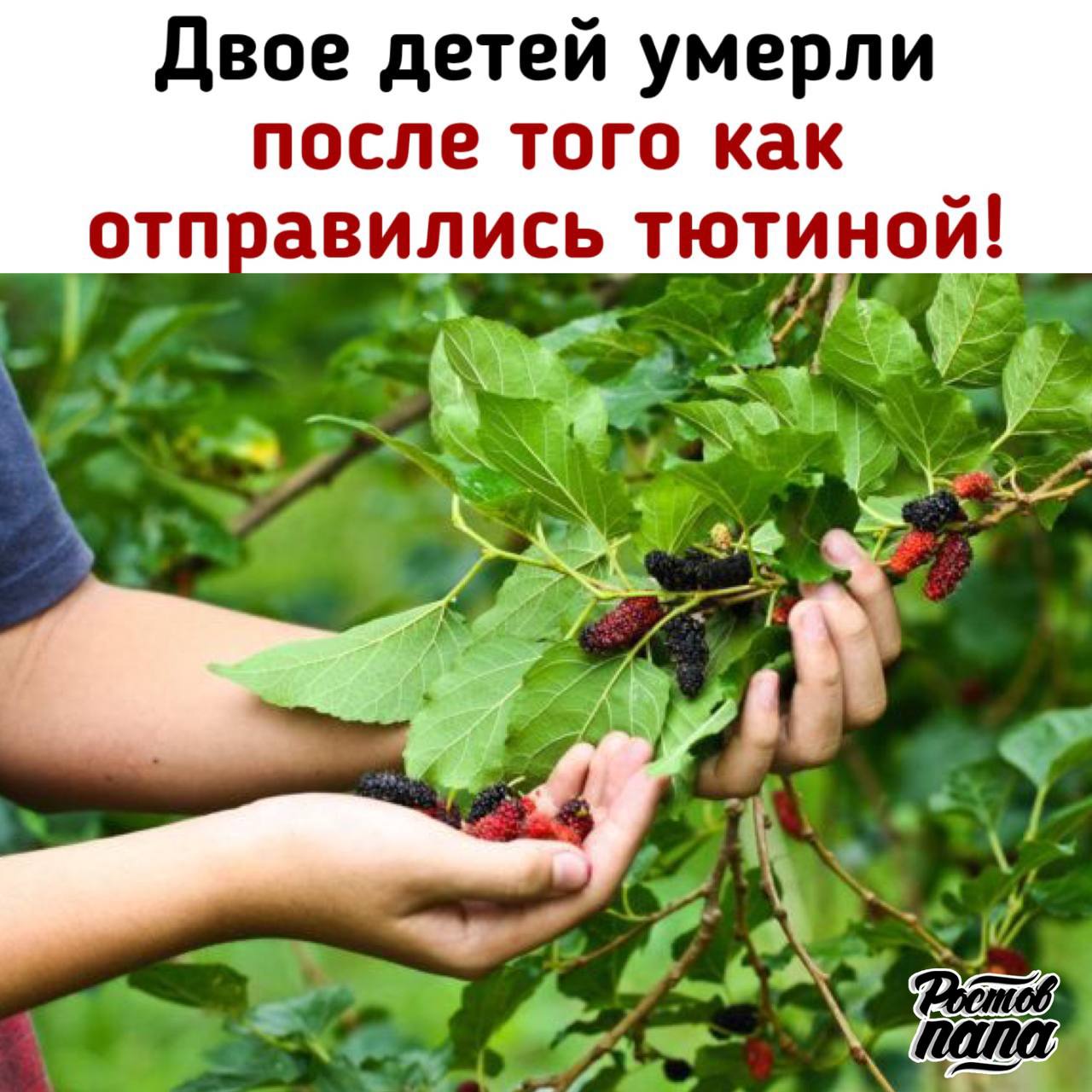 Трое детей отравились ягодами тютины – двое из них умерли, а третья находится в реанимации в тяжёлом состоянии!  Дети из многодетной семьи собирали ягоды во время прогулки по лесу. Мать в это время находилась в роддоме, где рожала шестого ребёнка.  Вечером детям стало плохо, отец дал им обезболивающее. Уже в больнице  в Саратовской области у всех троих диагностировали отравление. Мальчики скончались, девочка сейчас в критическом состоянии.  Отец уверяет, что они не ели ничего, кроме тютины!    Скорее всего, дети наелись волчьей ягоды, которая похожа на тютину, но ядовита   Новости №1 в Ростове  Прислать новость/фото