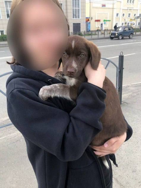 В Омске две школьницы жестоко обращались с щенком, купленным через интернет. Девочки принесли животное в недостроенное здание на улице Маяковского, где они его избивали и наносили ему ранения. Родители обеих девочек были привлечены к административной ответственности за ненадлежащее исполнение обязанностей по воспитанию и содержанию своих детей. В настоящее время рассматривается возможность помещения школьниц в Центр временного содержания несовершеннолетних правонарушителей. Подписаться \ Прислать новость