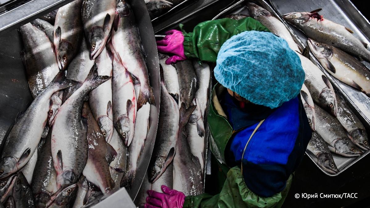 Россия сохраняет мировое лидерство по добыче тихоокеанских лососей сообщили в Росрыболовстве Вылов составил порядка 335 5 тыс тонн на 100 тыс тонн больше чем в 2024 году  В ведомстве подчеркнули что Россия полностью обеспечена красной рыбой и икрой Источник ТАСС