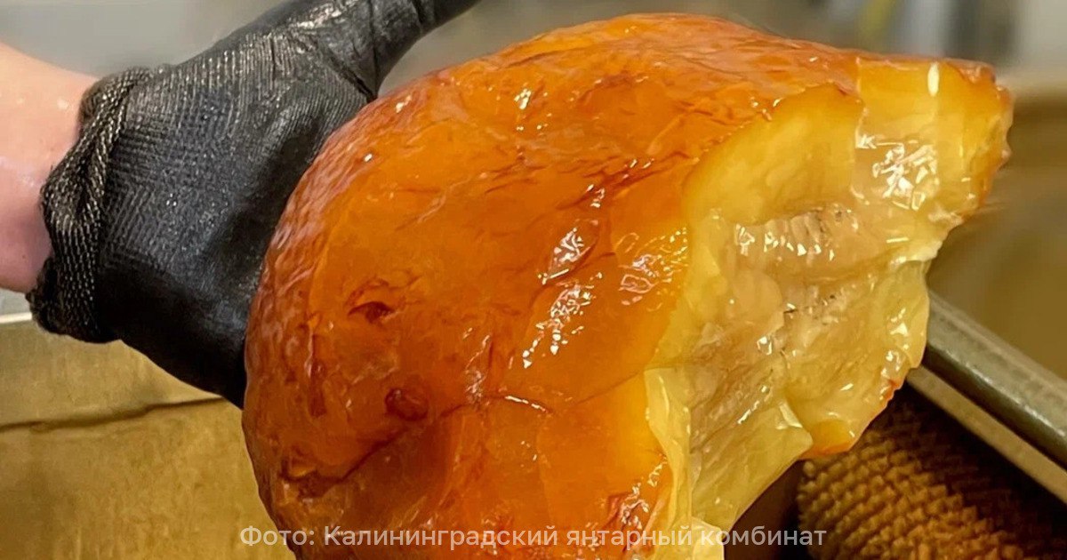 В Калининградской области нашли янтарную буханку весом почти 2 5 кг фото На Калининградском янтарном комбинате добыли самый большой с 2021 года самородок Вес камня составил 2 374 кг Уникальный кусок янтаря будет продан на аукционе Самородок обнаружили 23 октября и назвали Рекордсмен в честь того что в этом году впервые в истории в регионе планируют добыть 700 тонн янтаря Найденный образец имеет форму полукруга и необычно большой скол Эксперты предполагают что изначально камень был гораздо большего размера Предположительно 35 45 млн лет назад камень имел круглую форму и напоминал буханку хлеба Вторая часть камня возможно уже имевшая трещины скорее всего рассыпалась на мелкие кусочки У Рекордсмена также нетипичный для янтарных самородков скол он большой и позволяет во всей красе увидеть цвет камня Самородок внутри ярко жёлтого цвета с незначительными разводами рассказала специалист геммолог Калининградского янтарного комбината Анна Дугина