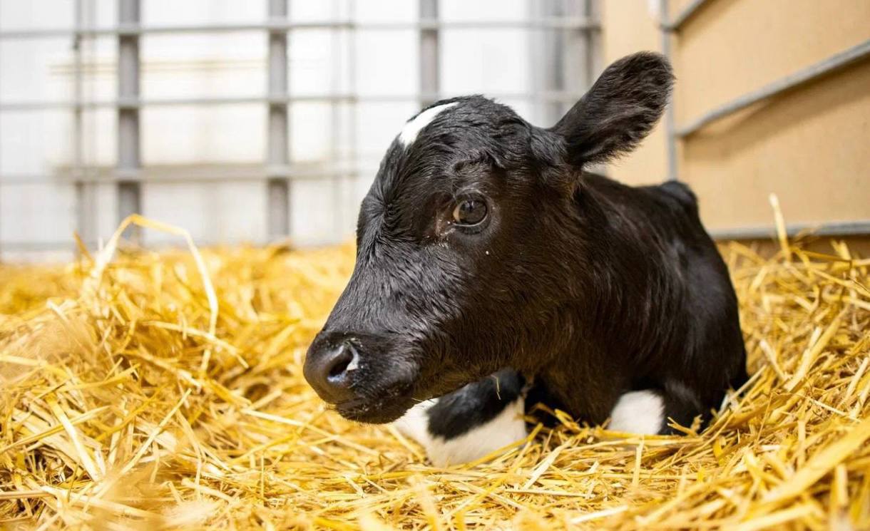 На ферме Прогресс Агро родились два клонированных телёнка Милка и Искорка Они стали точными копиями первой клонированной коровы Звёздочки Теперь стадо клонированных коров пополнилось новыми животными с нормальным весом при рождении а лаборатория готовит первых клонированных быков