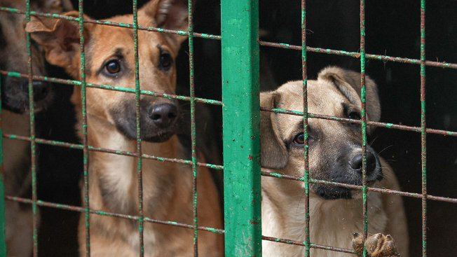 На сервиса Авито появилась систему верификации фондов и зооволонтеров После верификации участники получат бейдж Проверенный приют или Проверенный зооволонтер который будет действовать в течение года Сергей Булкин ТАСС