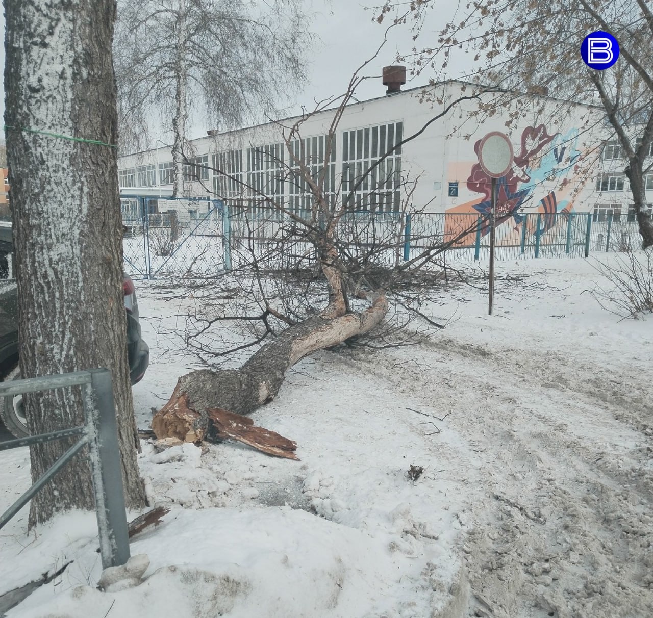 Переломы шести позвонков  Дерево, упавшее на мальчиков около школы в Новосибирске, сломало одному из них шесть позвонков грудного отдела позвоночника.   Инцидент произошёл 22 января во время сильного порыва ветра. Третьеклассника увезли в больницу и там диагностировали такие серьёзные травмы.   Теперь его ждёт долга реабилитация: ношение корсета в течение полугода, домашнее обучение и запрет сидеть – можно лишь стоять и лежать.  Мама пострадавшего мальчика собирается подать иск о возмещении ущерба, к тем организациям, которые проследили ветхое состояние дерева и не срубили его вовремя.    Вести Новосибирск