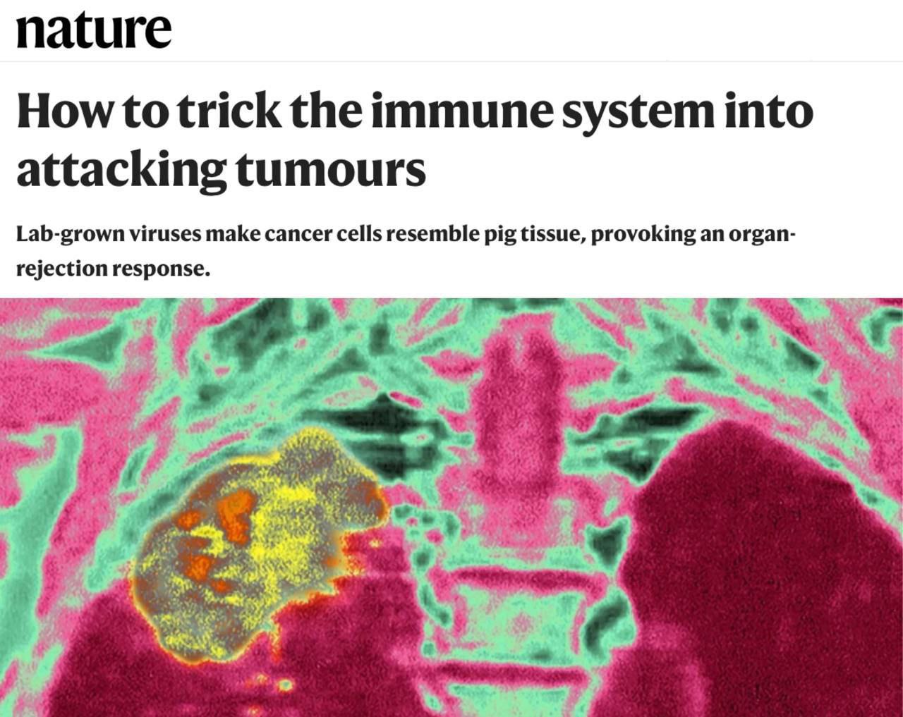 Учёные научили организм самостоятельно уничтожать раковые клетки.   С помощью специального вируса учёные «замаскировали» опухоль под клетки свиного органа. Иммунная система, которая раньше игнорировала рак, теперь распознаёт его как угрозу — и атакует.  Метод проверили на пациентах с разными видами рака — от рака печени до меланомы. Итог: опухоли либо уменьшаются, либо прекращают рост.